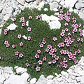 Triglav National Park, Slovenië