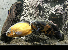 Oscar fish or or marble cichlid (Astronotus ocellatus) - Budapest, Ungari