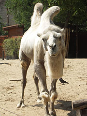 Bactrian camel (Camelus bactrianus, formerly Camelus ferus) - بودابست, هنغاريا