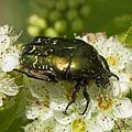 Green rose chafer (Cetonia aurata) beetle - Mogyoród, هنغاريا
