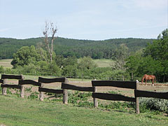 A spacious horse enclosure - Gödöllő Hills (Gödöllői-dombság), Hungary