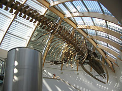 Whale skeleton on the ceiling of the lobby - ブダペスト, ハンガリー