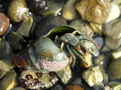 Hermit-crab in a snail shell, almost every shell is occupied by a crab - Slano, クロアチア