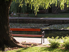 Lakeshore with benches and willow trees - Tapolca, ハンガリー
