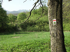 Small meadow in the forest near the hiking trail - Börzsöny Mountains, Мађарска