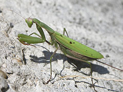 European mantis or Praying mantis (Mantis religiosa) - Mogyoród, Мађарска