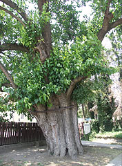 Protected old white mulberry tree (Morus alba) at the gate of the Town Museum - Paks, Мађарска