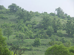 Verdand hillside - Komlóska, Mađarska