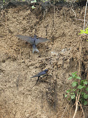 A barn swallow (Hirundo rustica) couple is collecting mud from the collapsed river wall for creating their nest - Komlóska, Mađarska