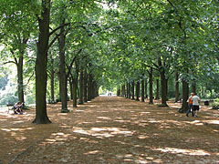 Hibrid krími hársfákból (Tilia × euchlora) álló négyes fasor a park bejáratánál - Gödöllő, Magyarország