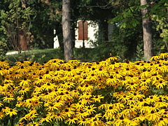 Sárga kúpvirágok (Rudbeckia) tömege - Gödöllő, Magyarország