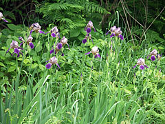 Elvadult kerti nőszirom (Iris germanica) virágok a réten - Plitvicei-tavak Nemzeti Park, Horvátország