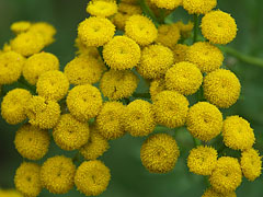 Gilisztaűző varádics (Tanacetum vulgare vagy Chrysanthemum vulgare) sziromlevél nélküli sárga virágai - Rábaszentandrás, Magyarország