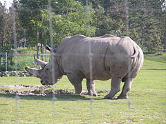 Déli szélesszájú orrszarvú (Ceratotherium simum simum) az afrikai szavanna kifutón - Veszprém, Magyarország